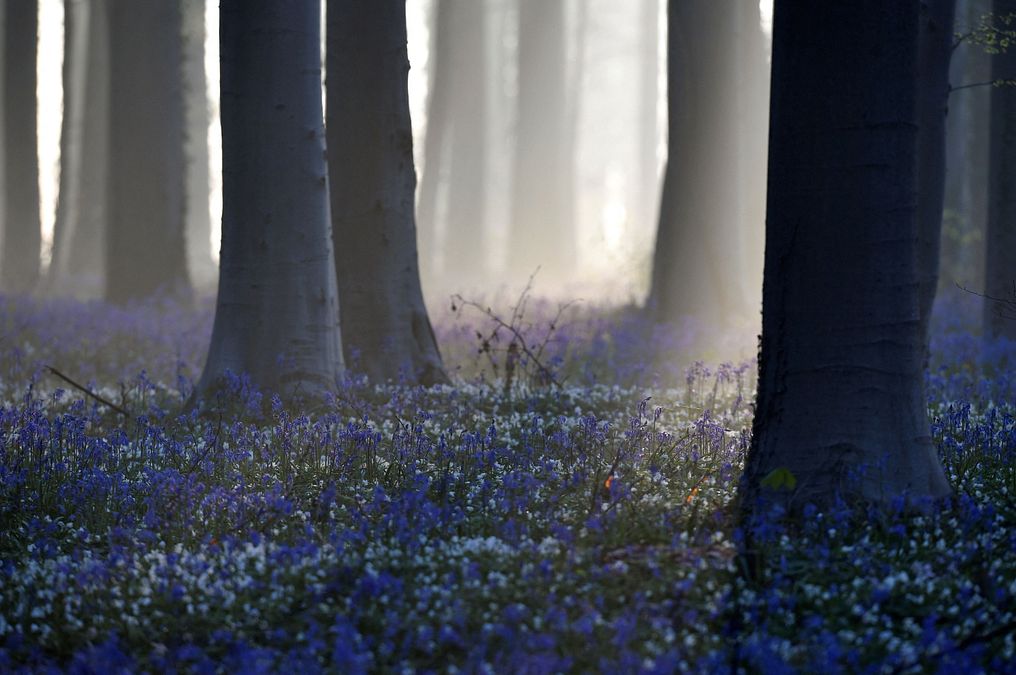 © Getty  |  La meravigliosa fioritura della foresta blu di Hallerbos in Belgio