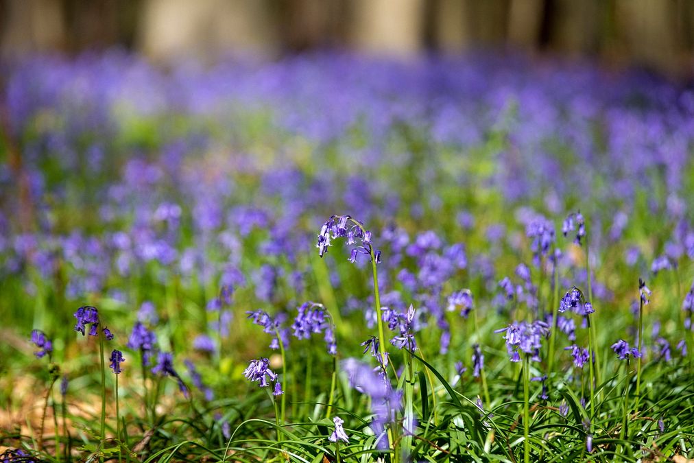© Getty  |  La meravigliosa fioritura della foresta blu di Hallerbos in Belgio