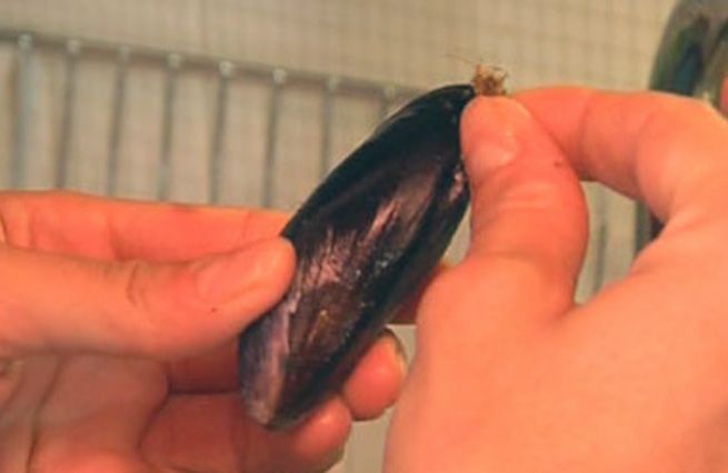 © Da video  | Lasciar riposare in abbondante acqua salata le vongole per minimo 30 minuti