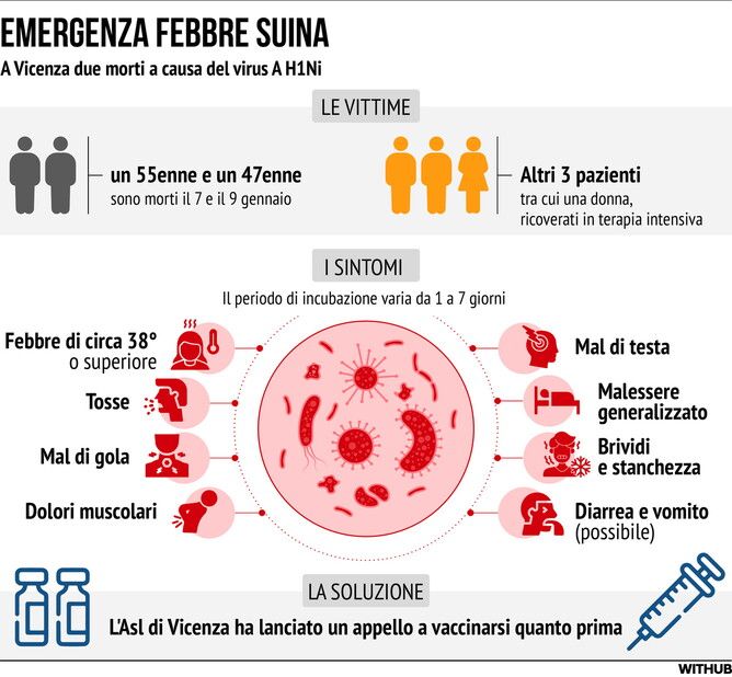 Vicenza, emergenza febbre suina