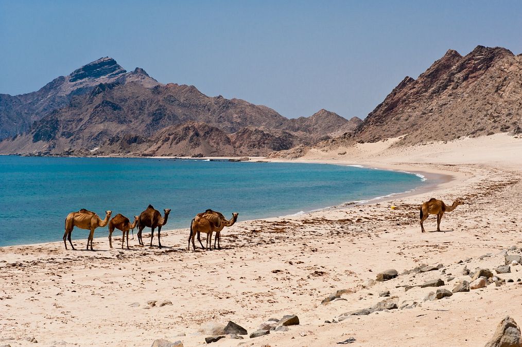 © Ente del Turismo  | Dhofar, cammelli sulla spiaggia a Salalah