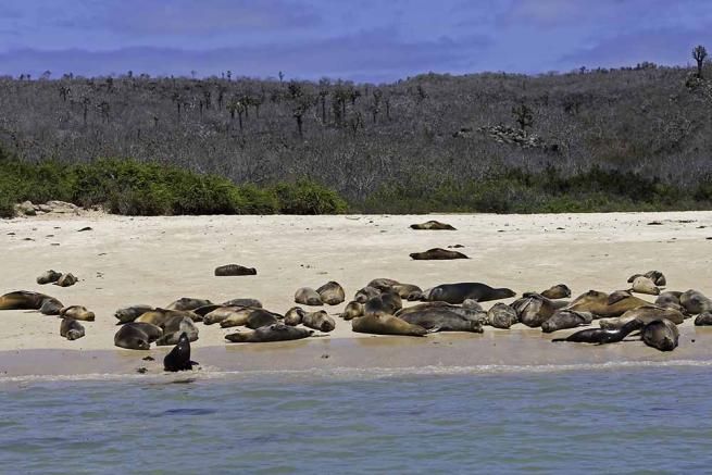 © ufficio-stampa  | Le rocce vulcaniche e il mare selvaggio dell'arcipelago delle Galapagos. 