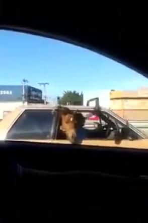 © da-video 