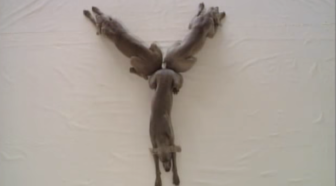 © da-video 