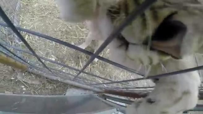 © da-video 