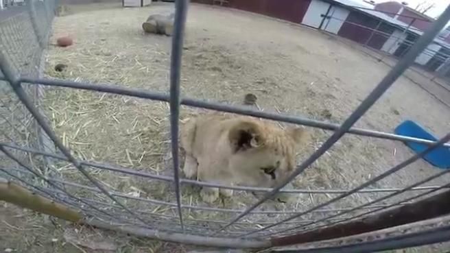 © da-video 