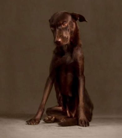 © dal-web  | 12 ore prima dell'eutanasia