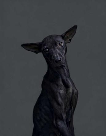 © dal-web  | 12 ore prima dell'eutanasia