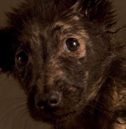 © dal-web  | 12 ore prima dell'eutanasia