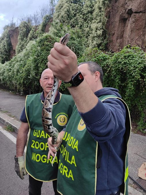 © Guardia Rurale Ausiliaria Nogra Roma 