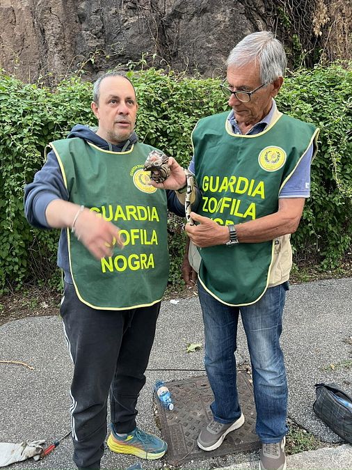 © Guardia Rurale Ausiliaria Nogra Roma 