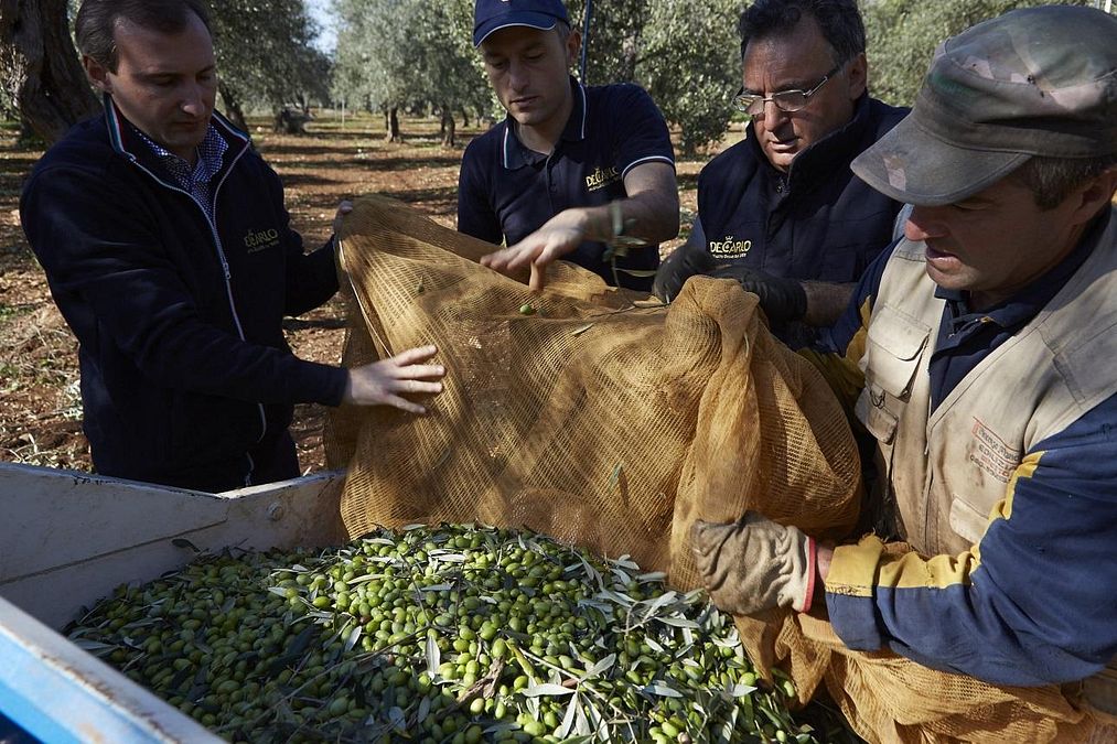 © ufficio-stampa  | Raccolta delle olive - Archivio fotografico Azienda De Carlo