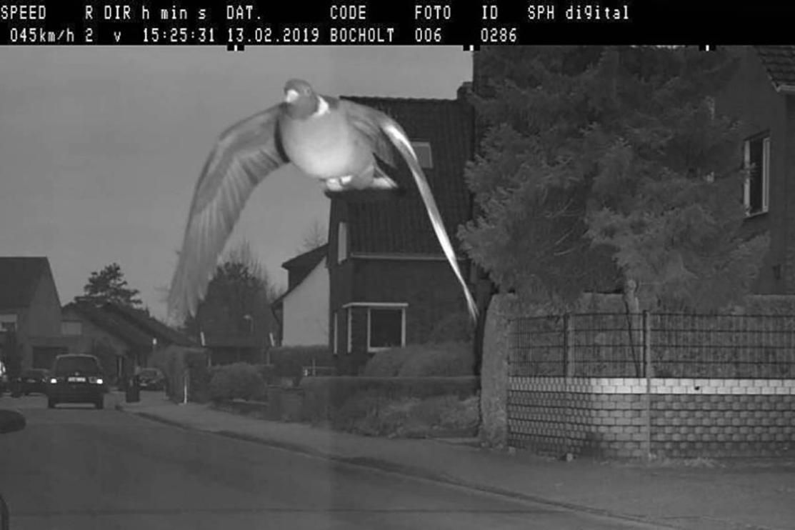 Piccione supera il limite di velocità: la foto dell’autovelox è virale