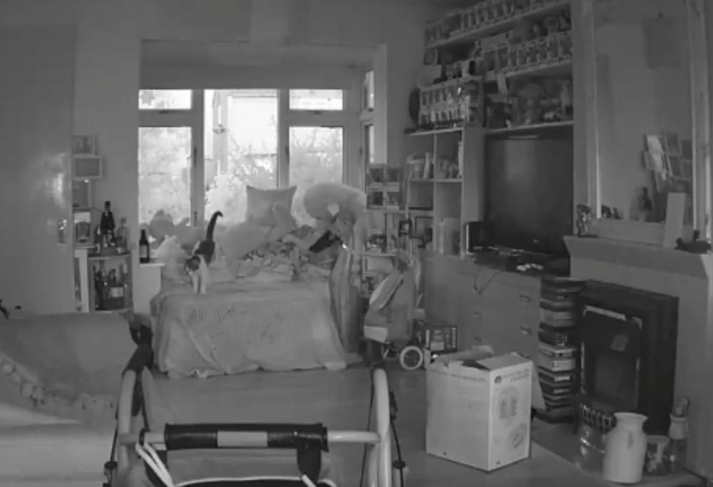 Filma il fantasma del suo gatto un anno dopo la morte: video