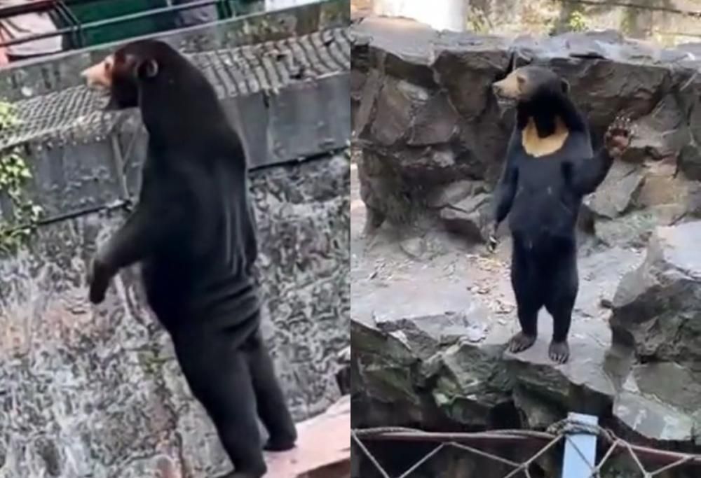 Cina: orso o uomo in costume? Il mistero del video girato in uno zoo