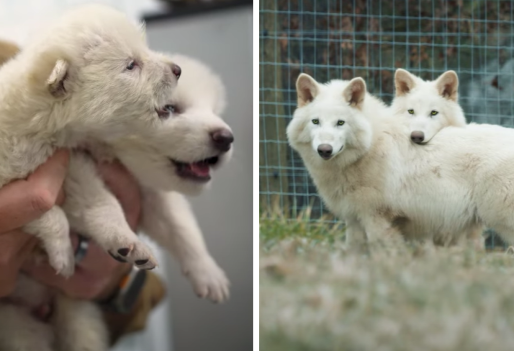 Romolo, Remo e Khaleesi: nati tre cuccioli di metalupo estinto