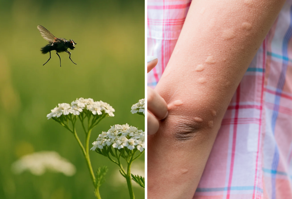 Simulide, la “mosca nera” che morde: i rischi e come difendersi
