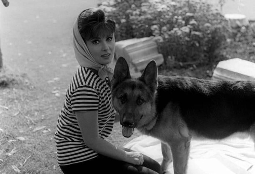 I cani di Gina Lollobrigida cercano casa, l’appello del figlio