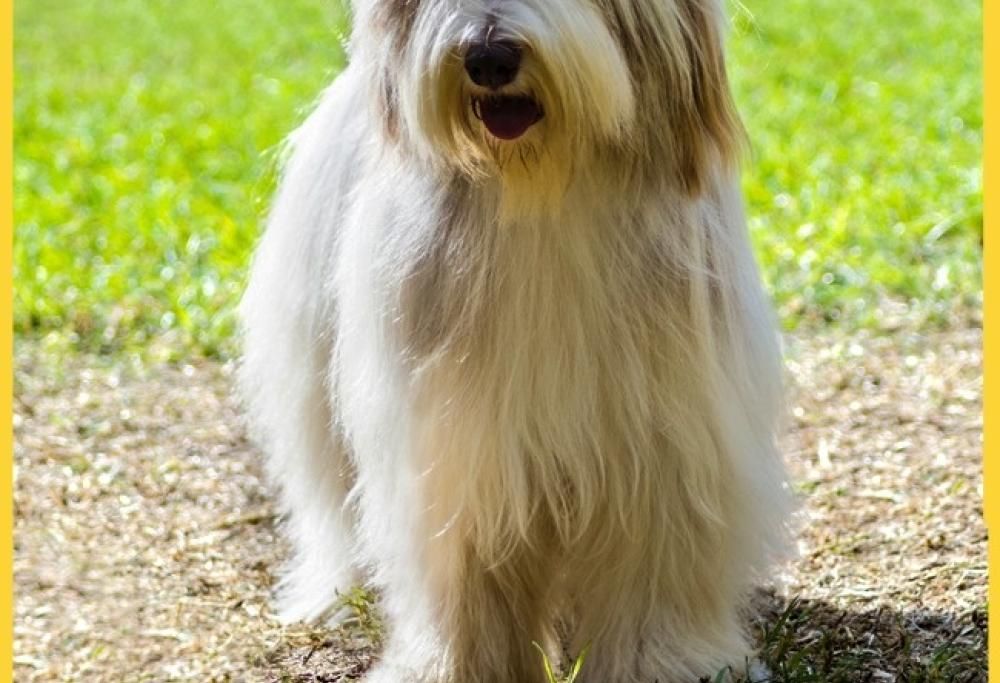 Quanto costano i cani di razza? Ecco la verità!