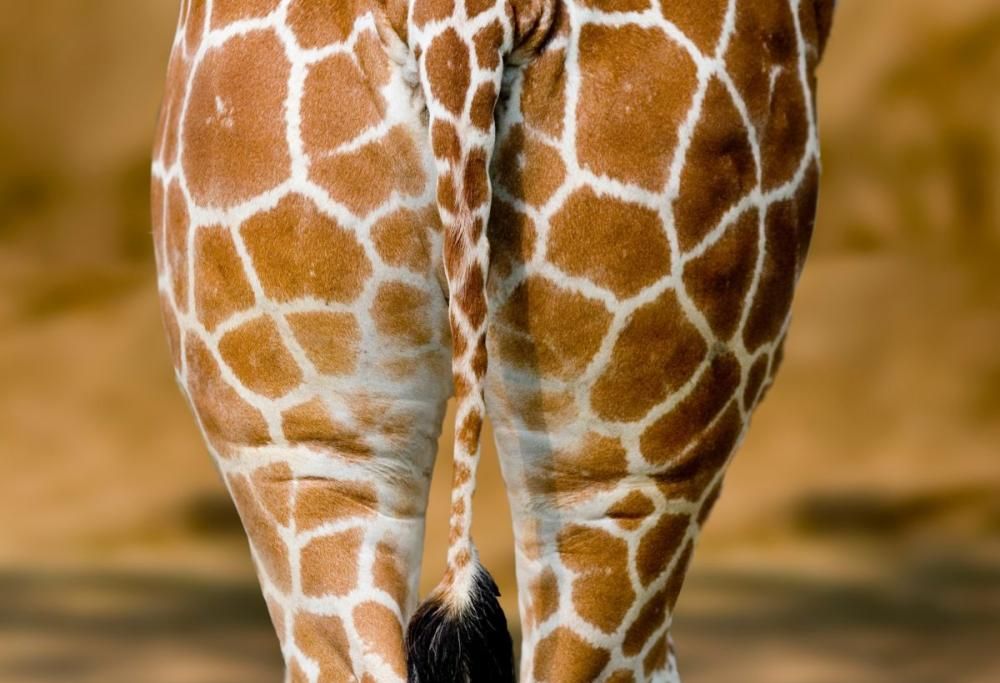 L’evoluzione dell’orifizio anale: arriva lo studio dettagliato