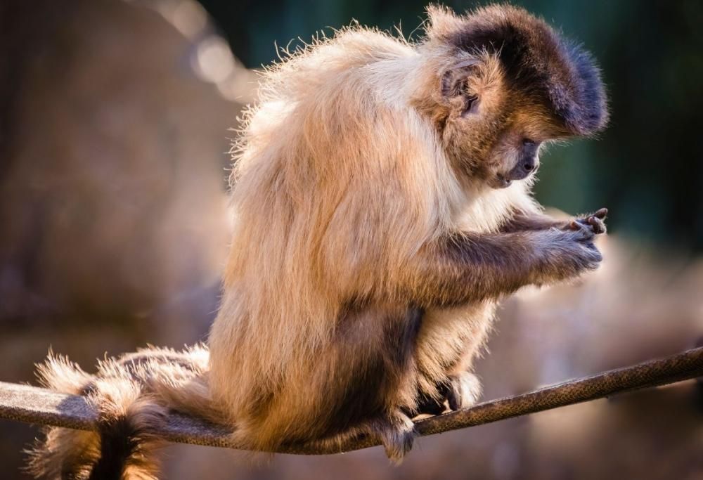 Scimmia ruba cellulare a turista in vacanza a Bali: cosa è successo