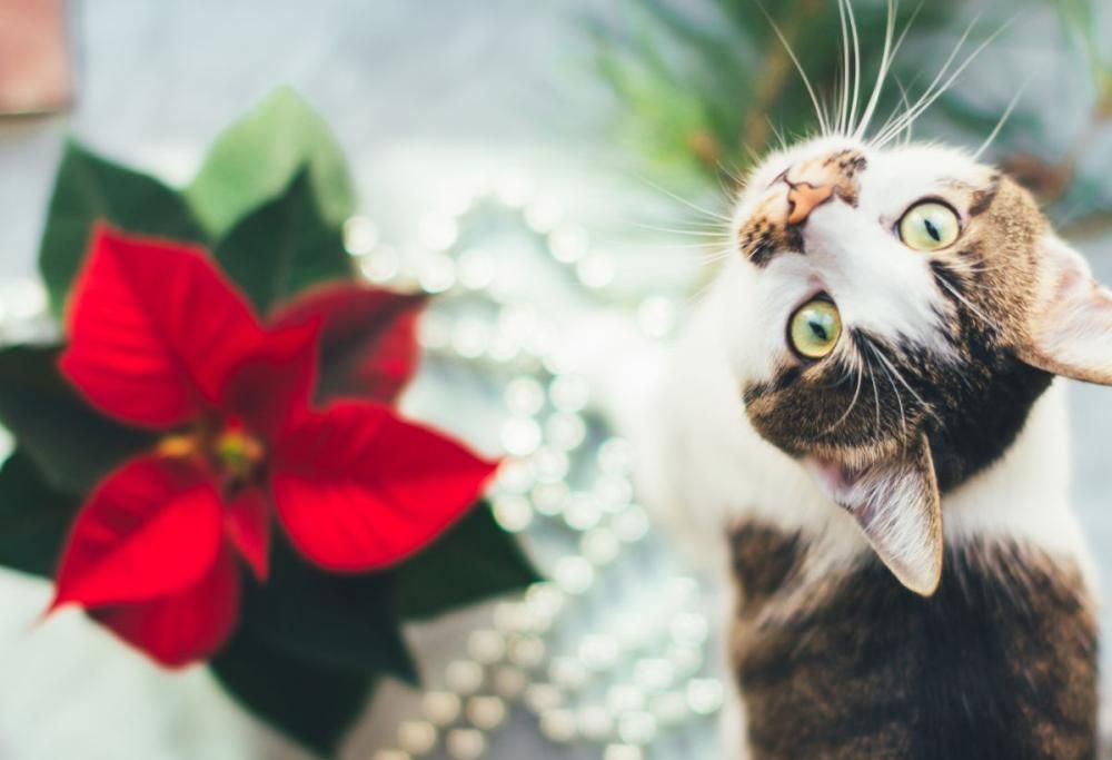 Stelle di Natale: un pericolo per i nostri amici a quattro zampe