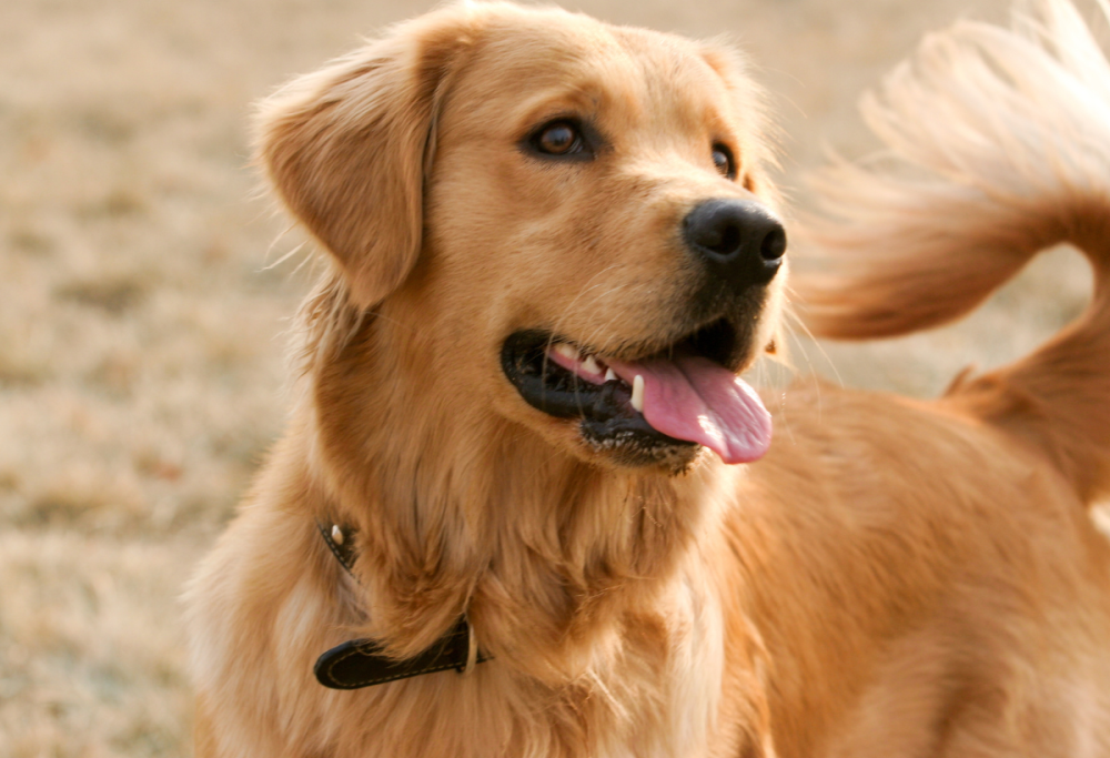 L’intelligenza artificiale traduce il linguaggio dei cani: ecco come