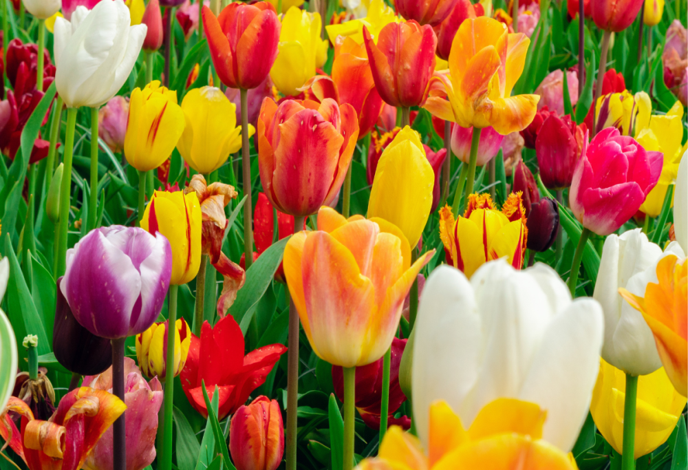 Festival di Sanremo: quanto costano i fiori?