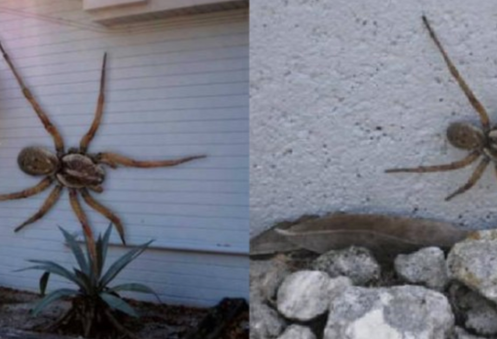 8 immagini che sembrano vere ma che in realtà sono fotomontaggi