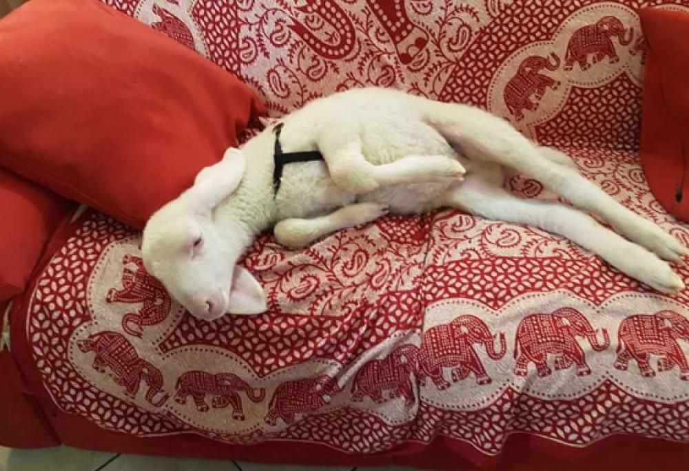 Stella, l’agnellino che si crede un cane. Ecco le immagini
