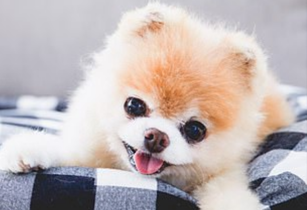 Boo, il cane più bello del mondo, è morto per un problema al cuore