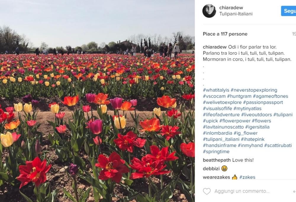 “U Pick”, apre il campo di tulipani a due passi da Milano