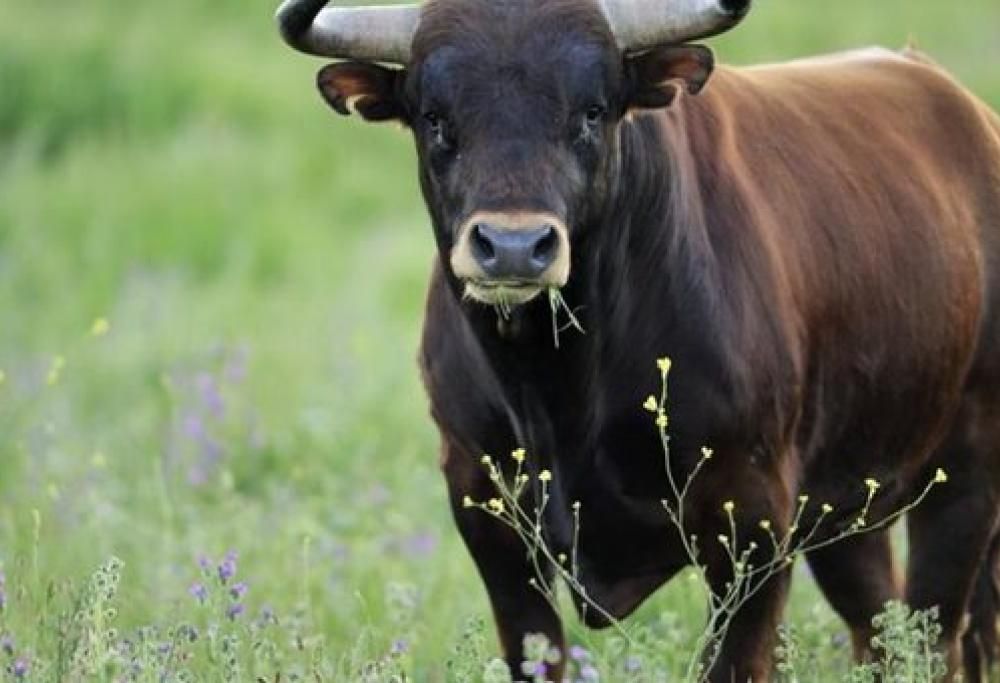 Assume Viagra per tori, uomo soffre di erezione per 3 giorni!