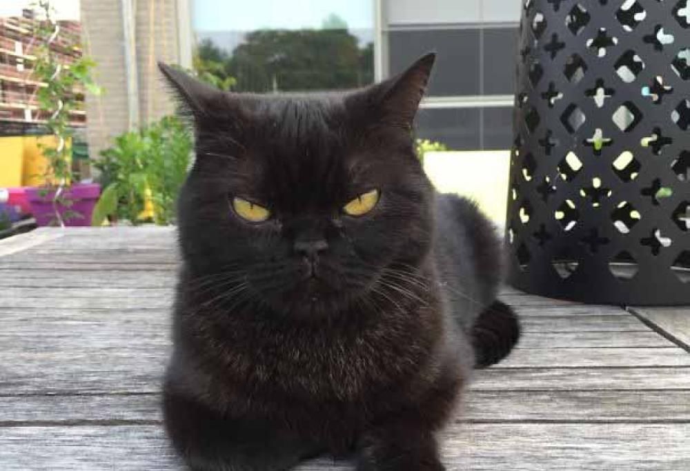 Il lato oscuro dei gatti di casa