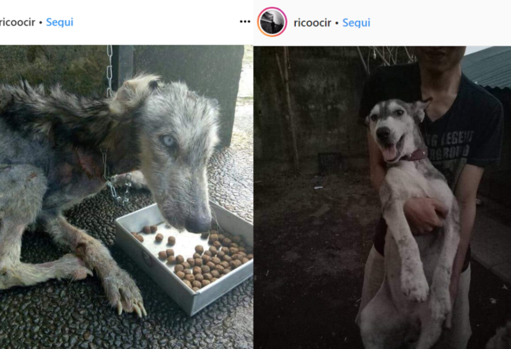 L’incredibile trasformazione di questo cane: era denutrito e maltrattato ora è finalmente felice
