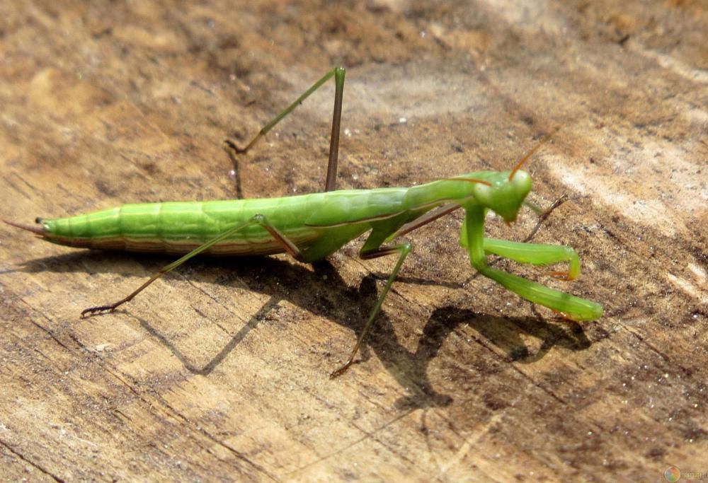 9 insetti che si accoppiano in modo assurdo