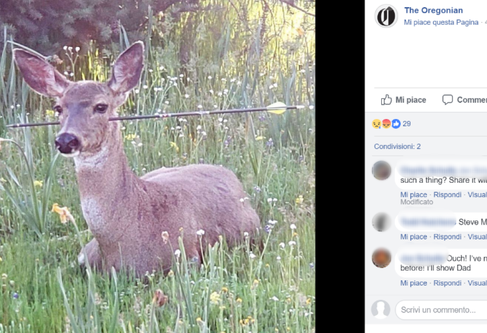 Cosa succede ai daini in Oregon? Il mistero delle frecce