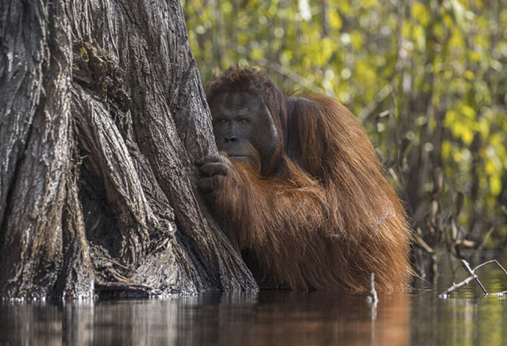 Ecco le 5 spettacolari foto vincitrici del concorso National Geographic 2017