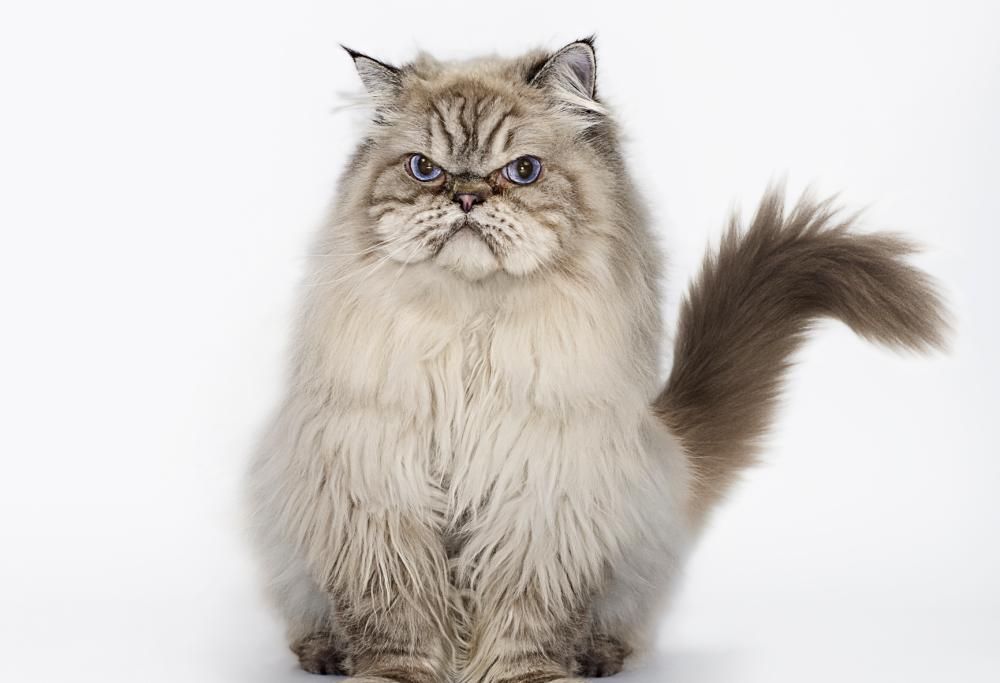 10 abitudini dei gatti… spiegate dalla scienza!