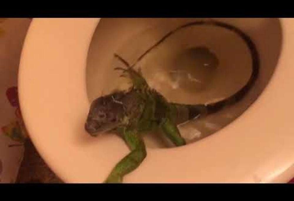 Sorpresa, c’è un’iguana nel water: ecco il video