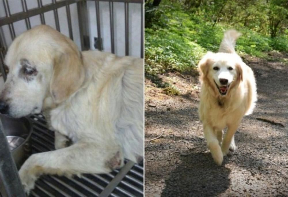 Prima e dopo l’adozione: la gallery dei cani felici!