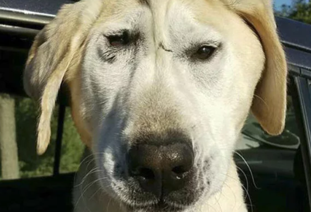 Labrador abbandonato a causa di una deformazione al muso: una donna lo salva