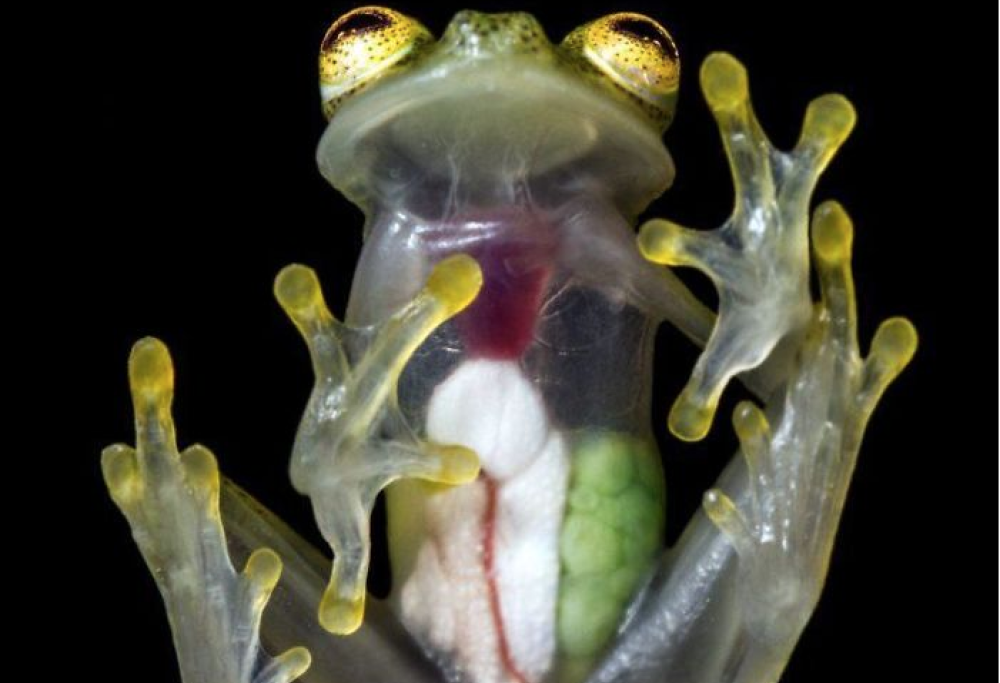 10 foto che rivelano il lato nascosto delle cose