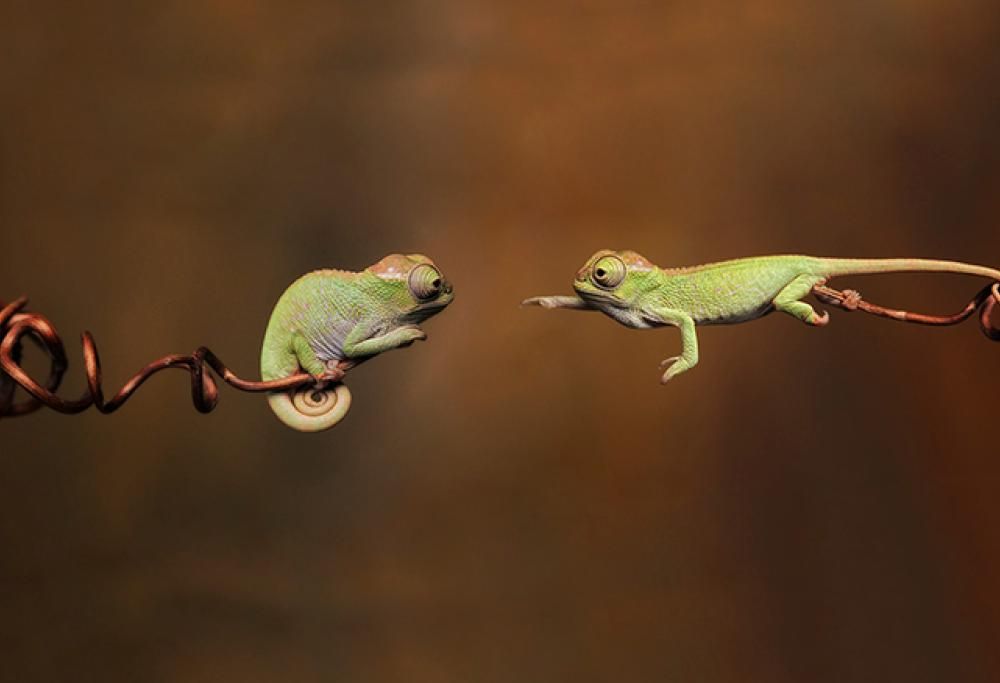 I baby camaleonti che fanno impazzire tutti!