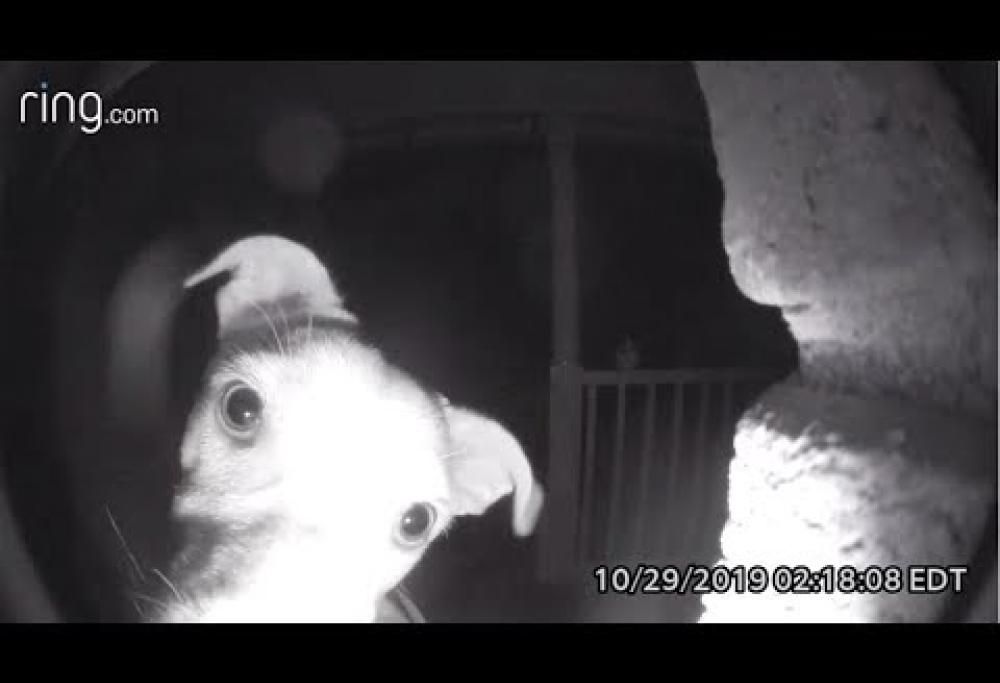 Resta chiuso fuori di casa e suona il campanello (2 volte): era il cane