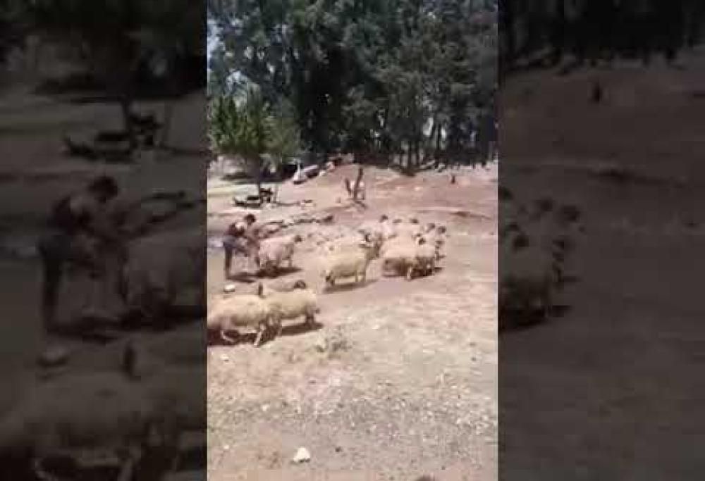 Cavalca una pecora, ma lei si vendica in modo epocale