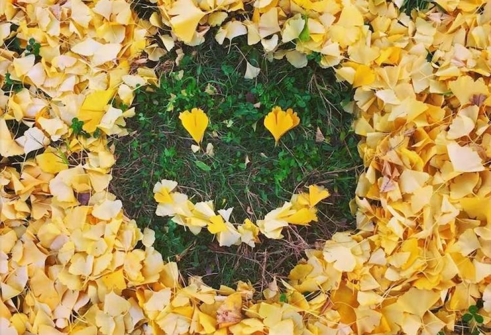 In Giappone l’arte si fa con le foglie: la spettacolare gallery!