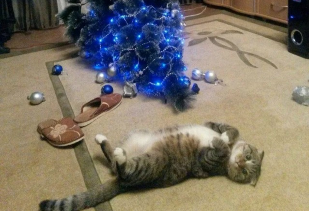 6 animali domestici che hanno distrutto gli addobbi di Natale dei loro padroni