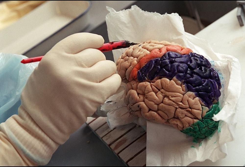 Il cervello e le bugie che si raccontano su di esso