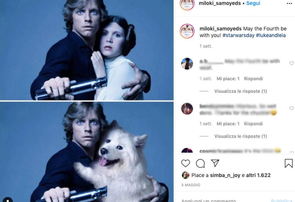 Sostituisce gli attori nelle scene più famose dei film con i suoi cani